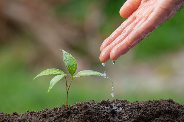 Persons hand reaching out to touch newly planted seedling in the soft dirt